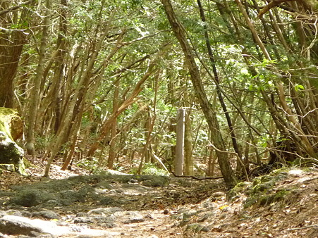 100518-青木ヶ原樹海-27