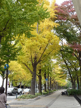 101119-紅葉 山下公園通り (56)