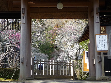 110225-東慶寺 (6)