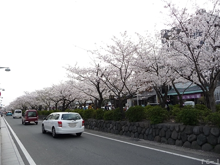 110411-鎌倉 段葛 (23)