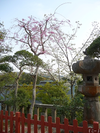 110411-八幡さま (13)