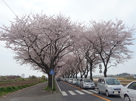 110411-海軍道路 (41)