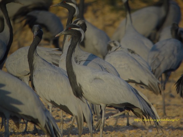 DemoiselleCrane9978