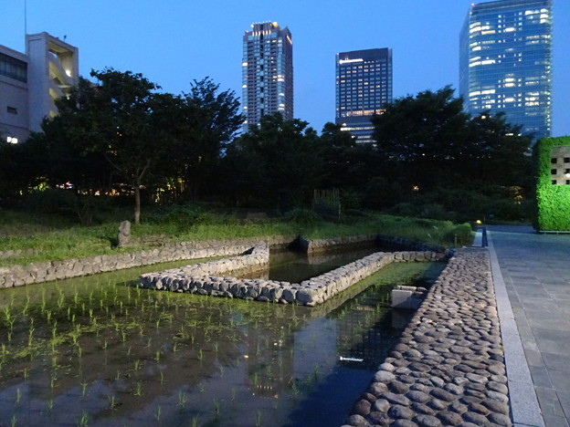 梅田スカイビル (6)振り返ると蛙がいる　ここは大阪　大都会<br />
ビルの合間で蛙の大合唱