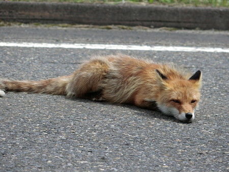 hokkaido touring (18)