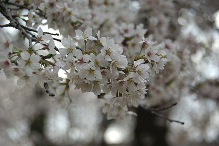 桜(7)