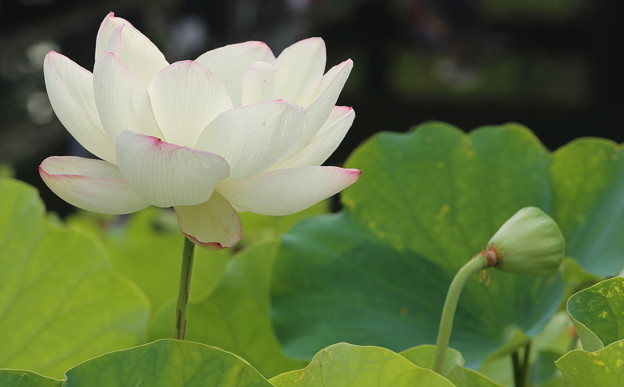 万博公園　ハス池