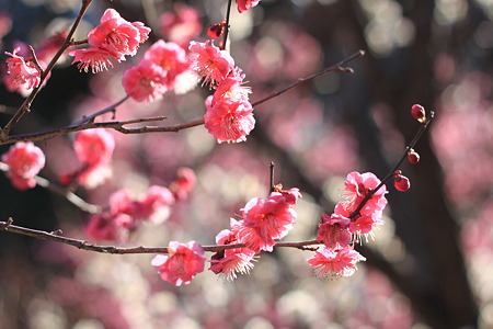 万博公園の梅の花