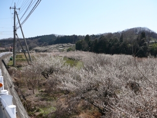 梅道