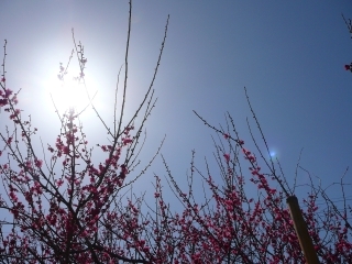 梅空3