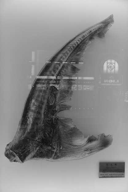 P1001059