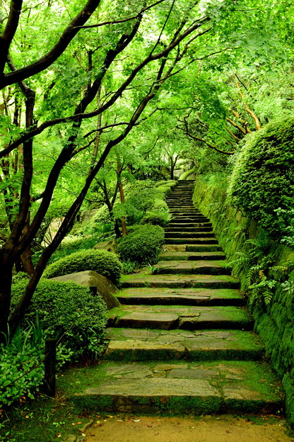 分け入っても緑