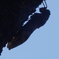 Photos: セミ