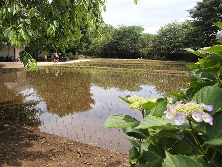 次大夫堀公園民家園 (1)