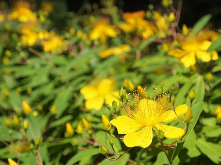 黄色の花 (3)