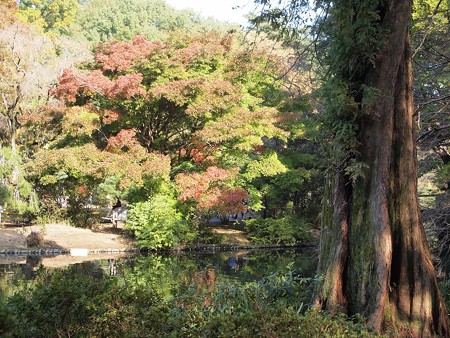 日立中央研庭園 メタセコイアとモミジ