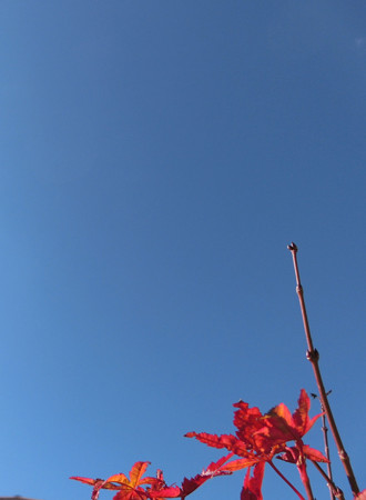 紅葉
