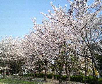 桜