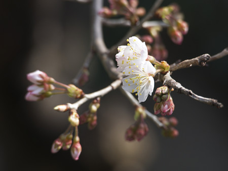 庭の桜が咲きました