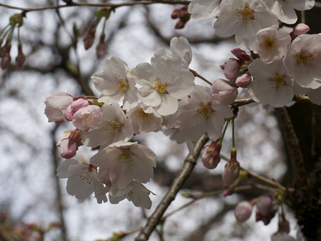 砧公園(1)