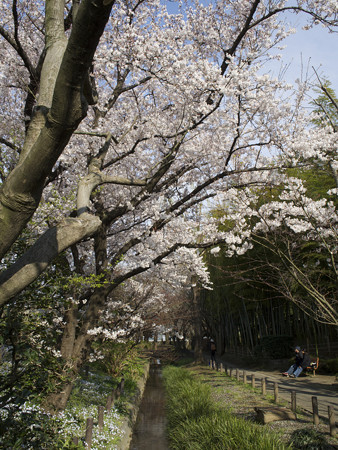 次大夫堀公園(2)