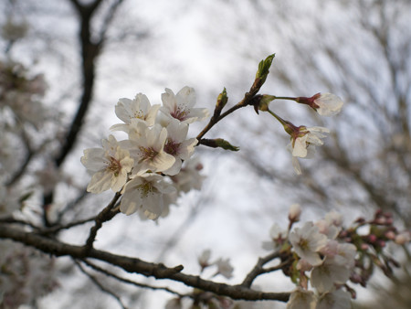 野川公園(3)