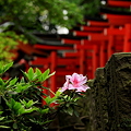Photos: 根津神社にて４