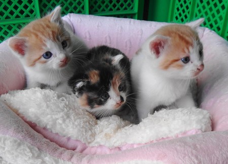 子猫 里親募集中