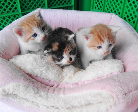 子猫 里親募集中