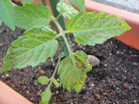 P4250004
