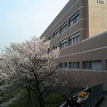 Photos: 桜咲いてる。これは早咲きのやつかな。