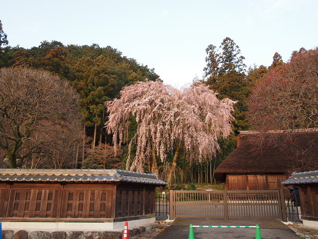 Photos: 高麗神社しだれ桜 333