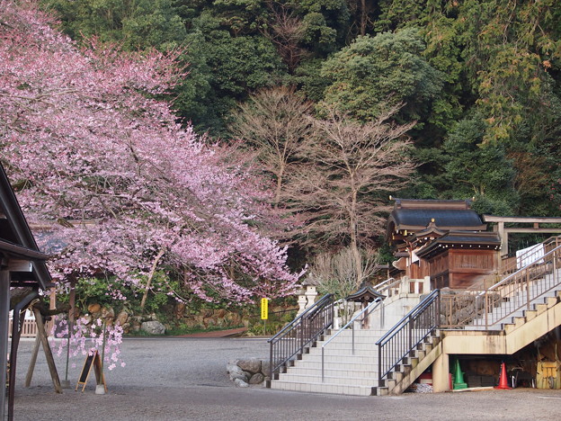 Photos: 高麗神社しだれ桜 328