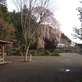 Photos: 高麗神社しだれ桜 321