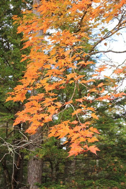 田代湿原の紅葉