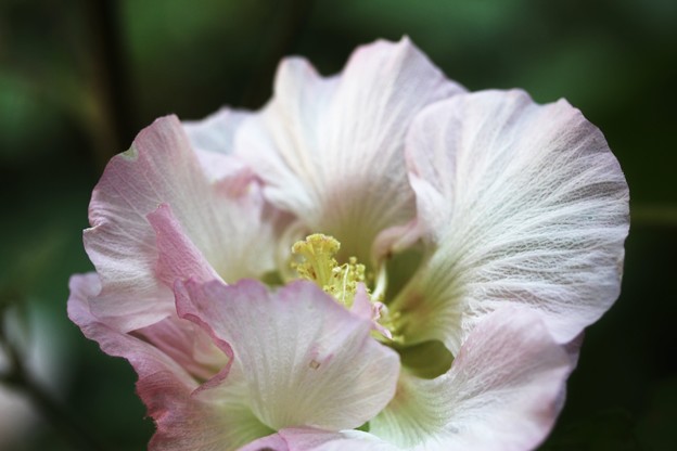 酔って候・・・酔芙蓉