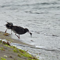 140907ウミネコ03