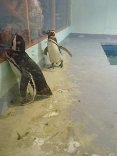 アルネ津山ペンギンと奇跡の海の大冒険 (4)