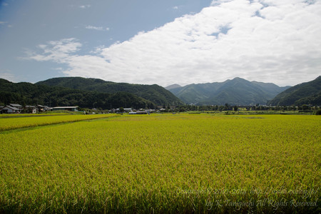 秋景
