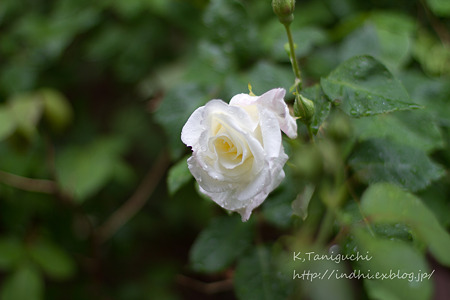 あがたの森公園 EOS7D EF50 F1.4