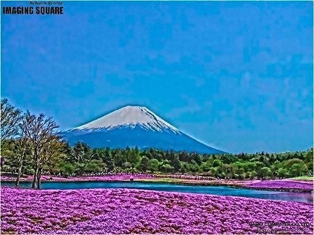 富士芝桜(HDRアートクラフト・強)