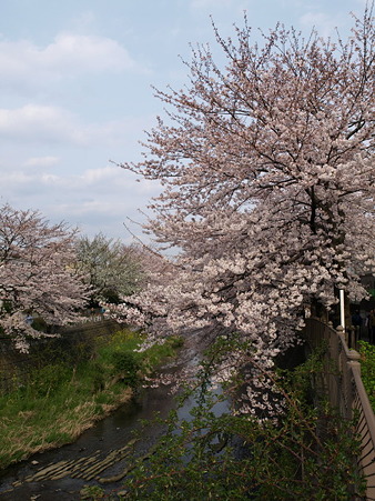 恩田川25