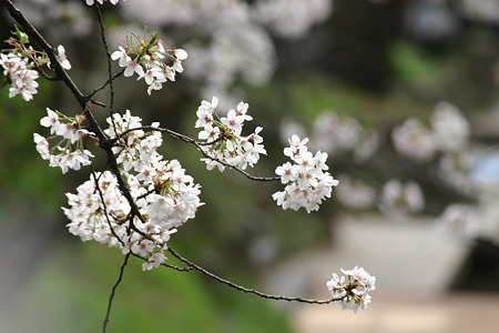 宿河原の桜 028