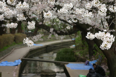 宿河原の桜 035