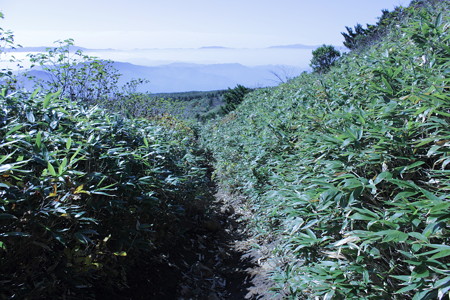 DPP_0100
