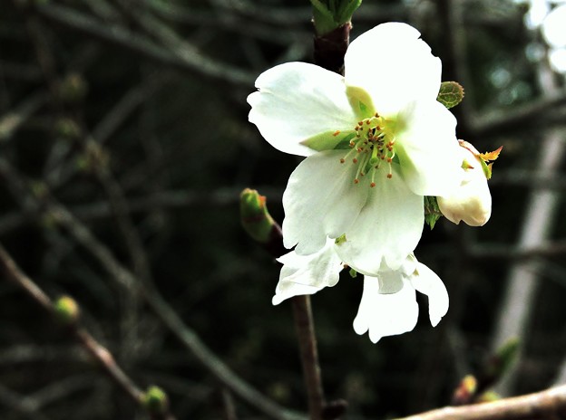 Photos: 春が来た♪