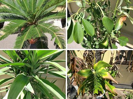 観葉植物