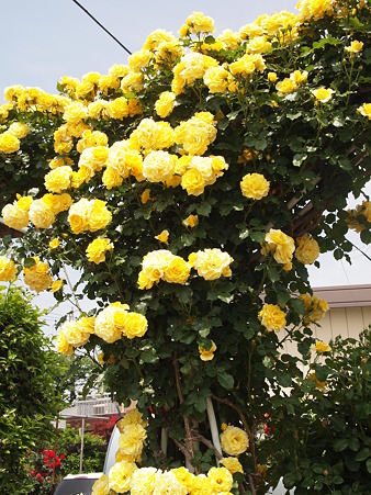 2011年5月の大塚ばら園