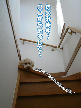階段が降りれないくーかい 1