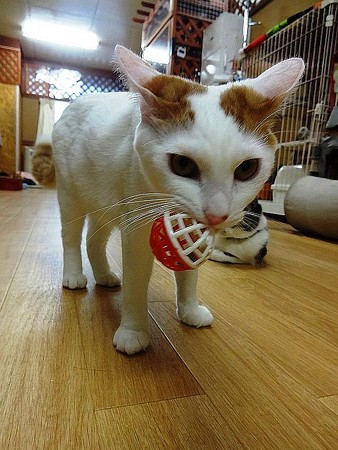 ピノ「ボール持ってきたのよ」